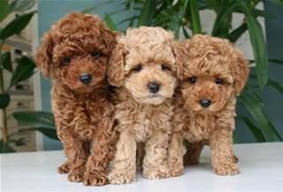 toypoodle3biki